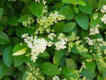 Ligustrum Ovalifolium